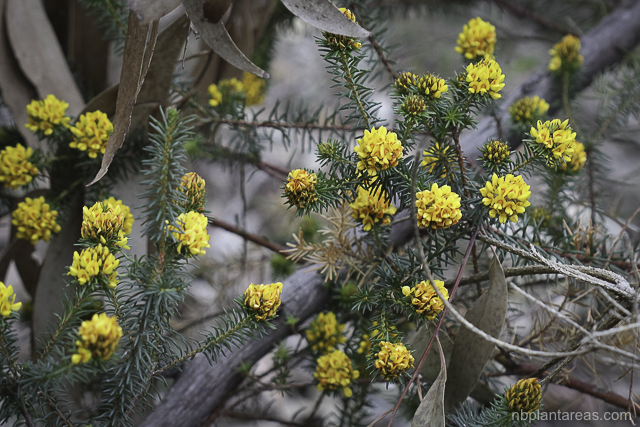 Phyllota phylicoides