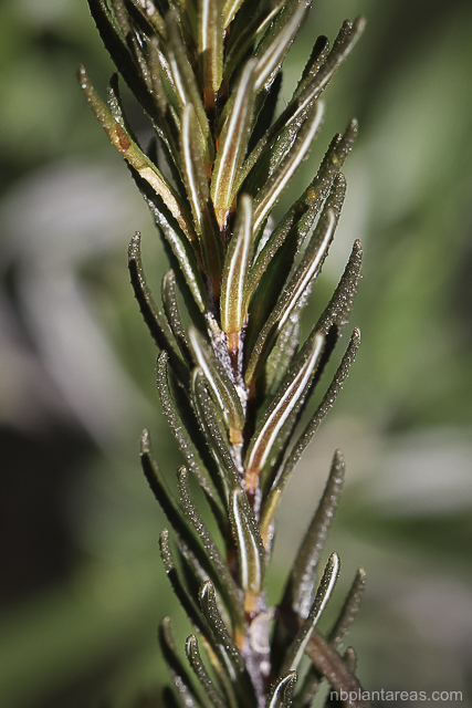 Phyllota phylicoides