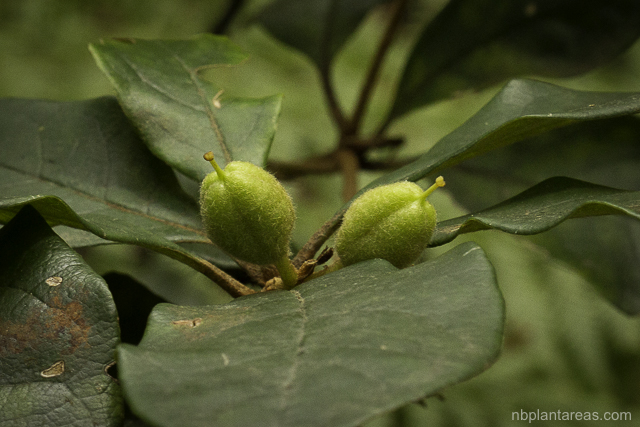 Pittosporum revolutum