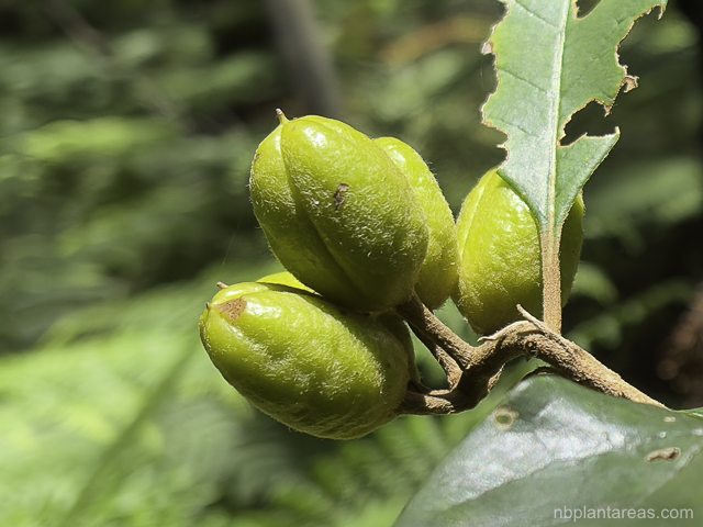 Pittosporum revolutum