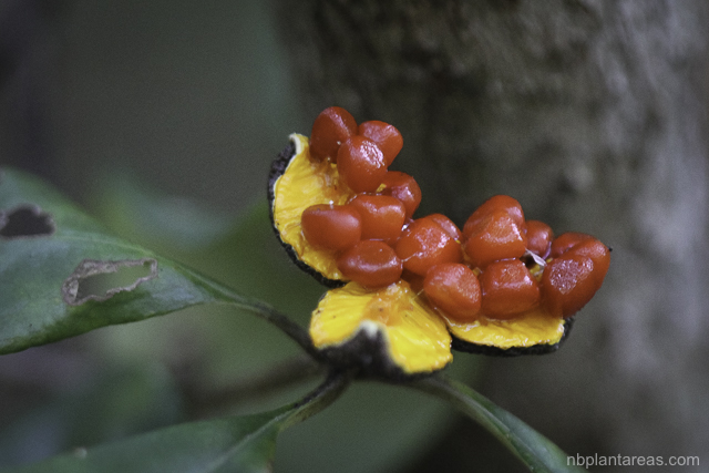 Pittosporum revolutum