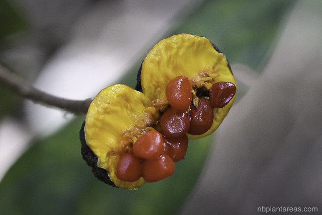 Pittosporum revolutum