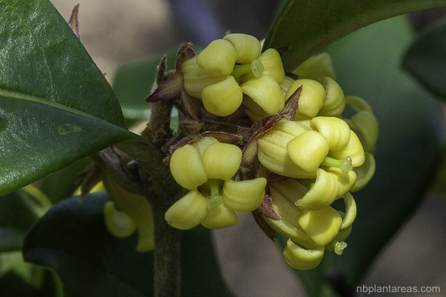 Pittosporum revolutum