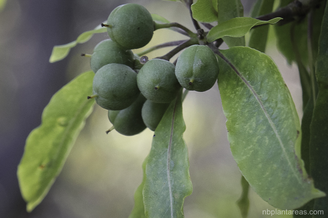 Pittosporum undulatum