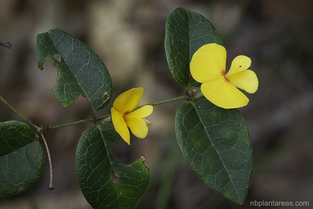 Platylobium formosum