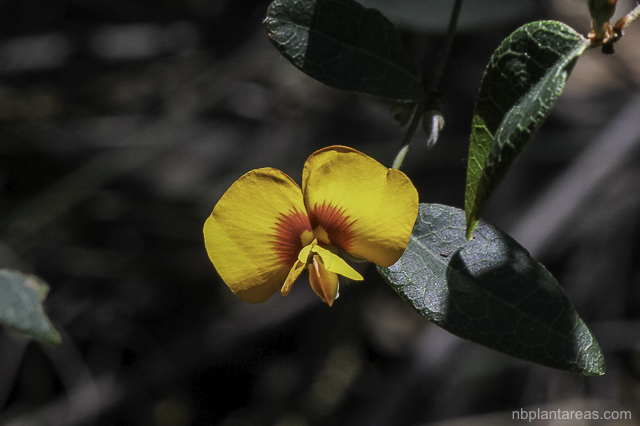 Platylobium formosum