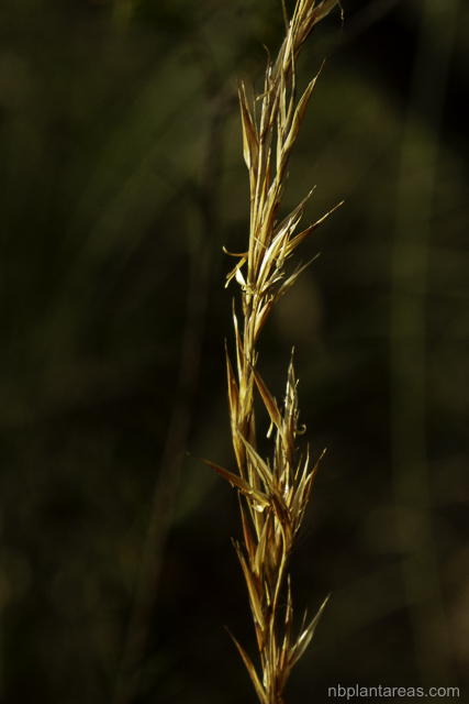 Cyathochaeta diandra