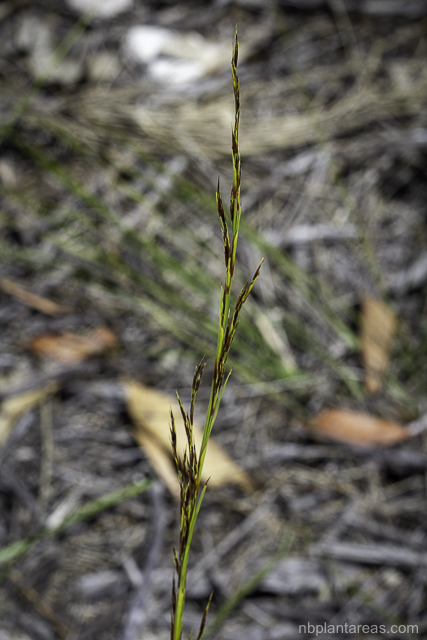 Cyathochaeta diandra