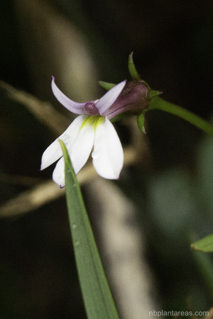 Lobelia purpurascens