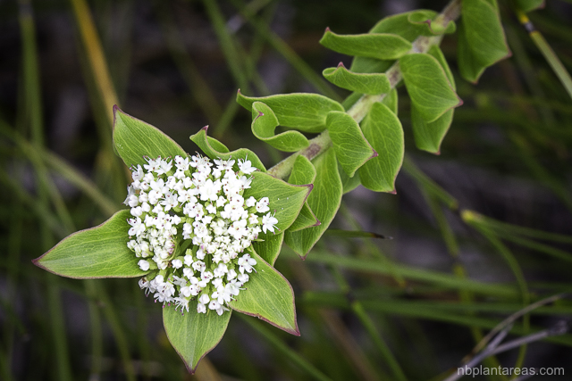 Platysace lanceolata