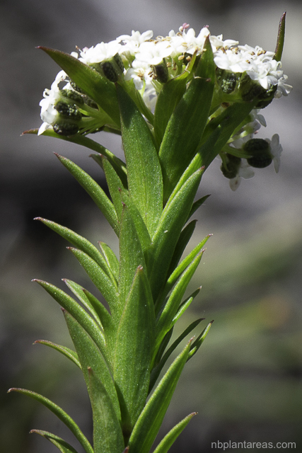 Platysace lanceolata