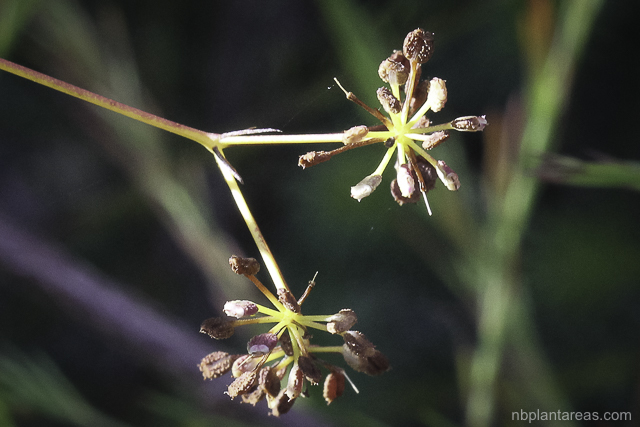 Platysace linearifolia