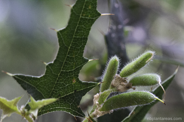 Podolobium ilicifolium
