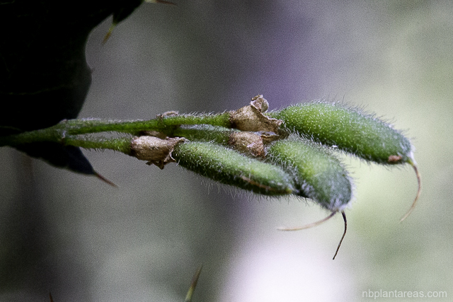 Podolobium ilicifolium