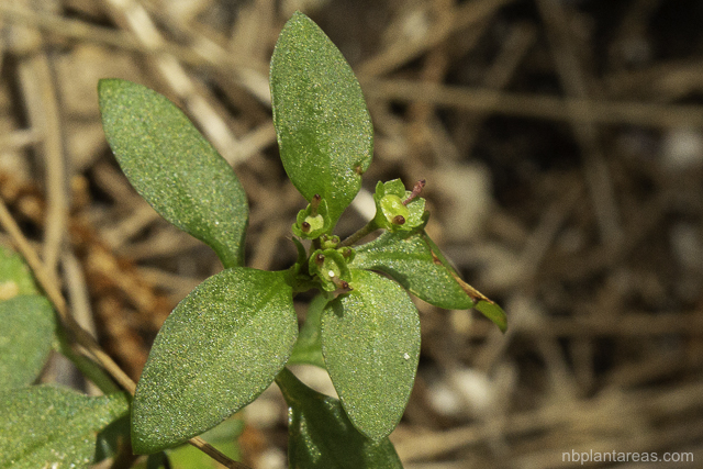 Pomax umbellata