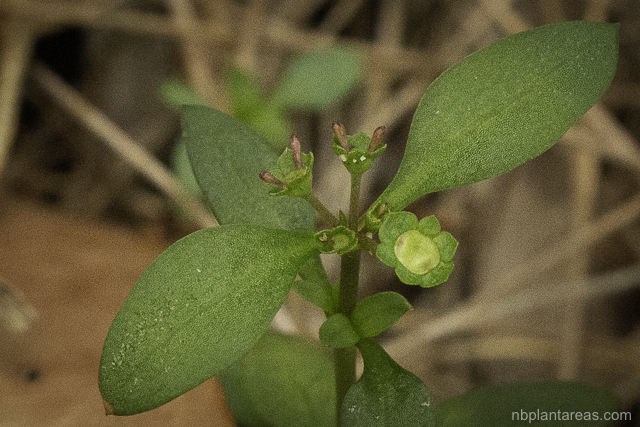 Pomax umbellata