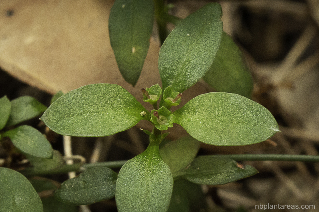 Pomax umbellata