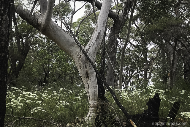 Poranthera corymbosa