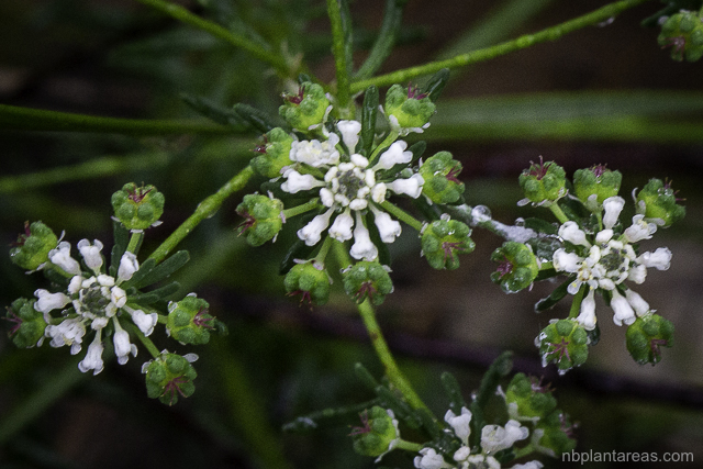 Poranthera ericifolia