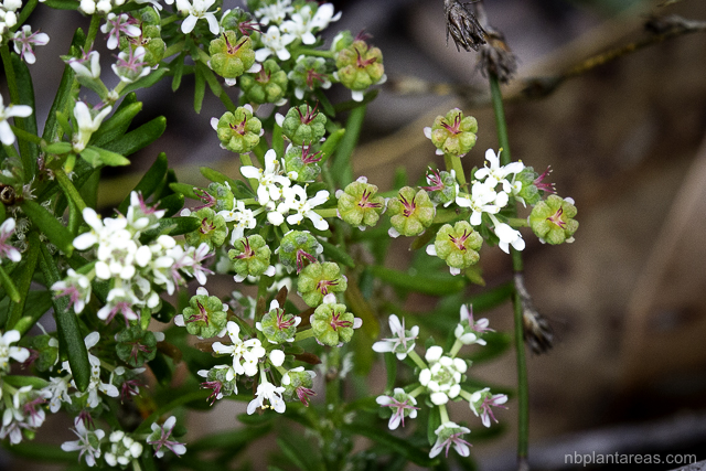 Poranthera ericifolia