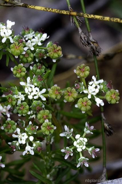 Poranthera ericifolia