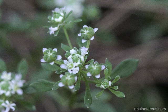 Poranthera microphylla