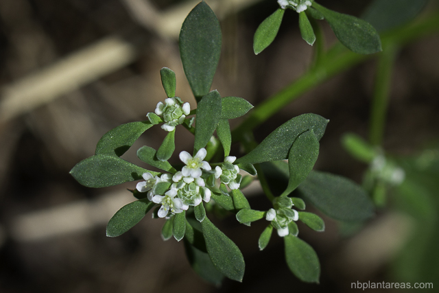 Poranthera microphylla
