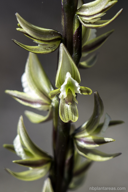 Prasophyllum elatum
