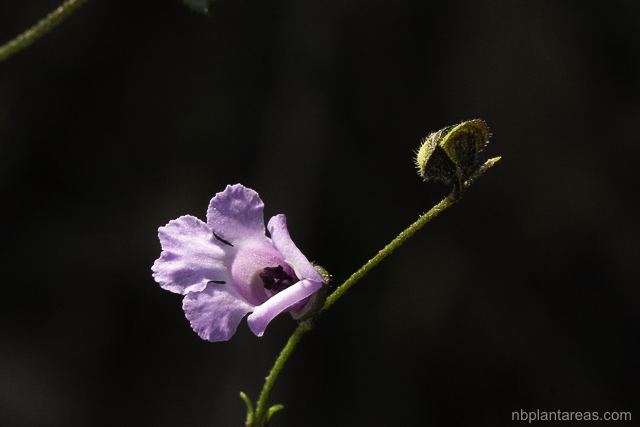 Prostanthera denticulata