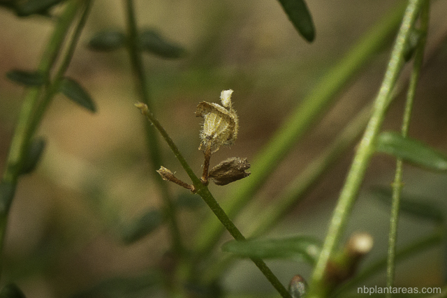 Prostanthera denticulata