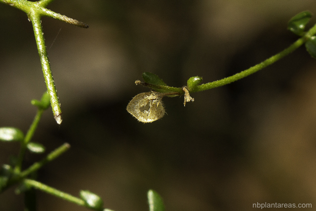 Prostanthera denticulata