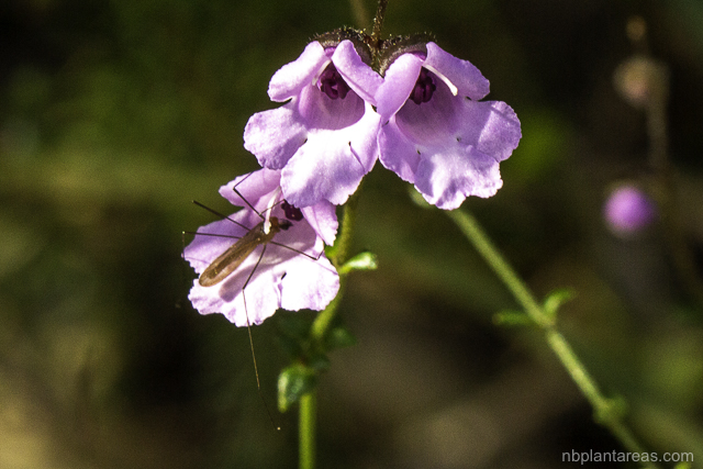 Prostanthera denticulata