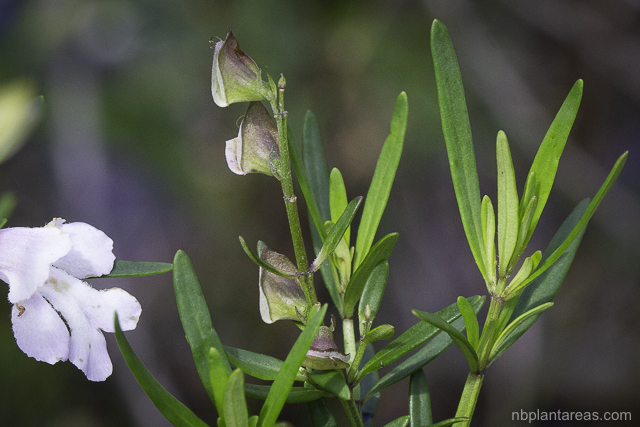 Prostanthera linearis