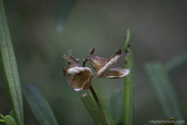 Prostanthera linearis