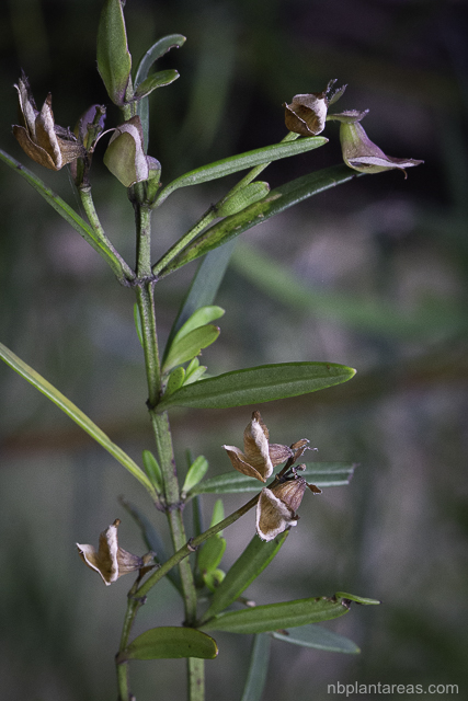 Prostanthera linearis