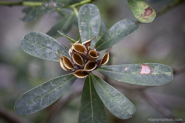 Pultenaea daphnoides