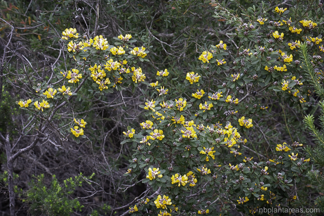 Pultenaea daphnoides