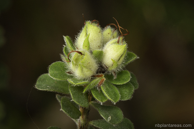 Pultenaea ferruginea