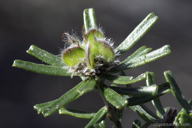 Pultenaea linophylla