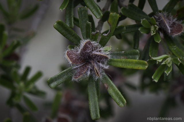 Pultenaea linophylla