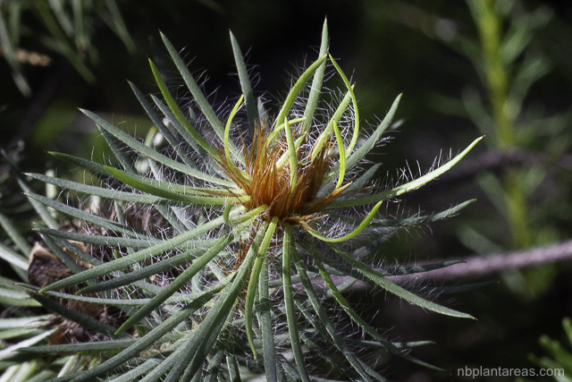 Pultenaea stipularis