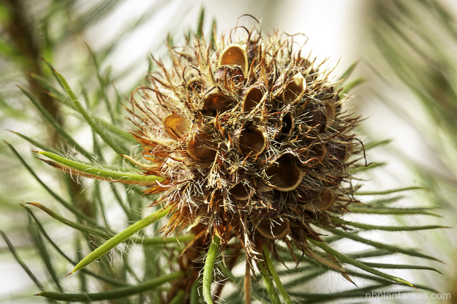 Pultenaea stipularis
