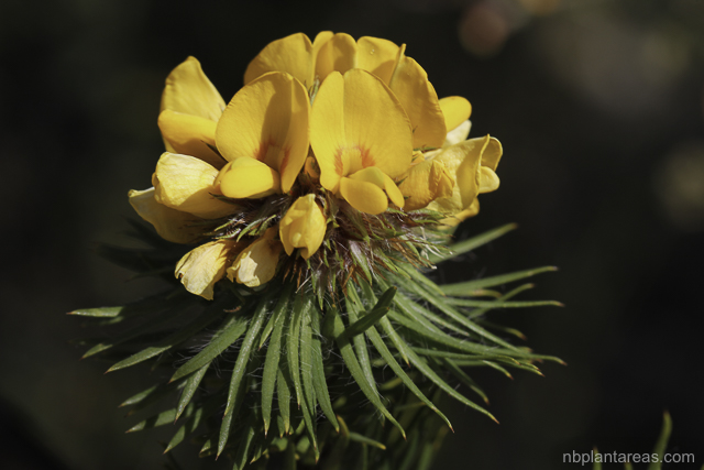Pultenaea stipularis