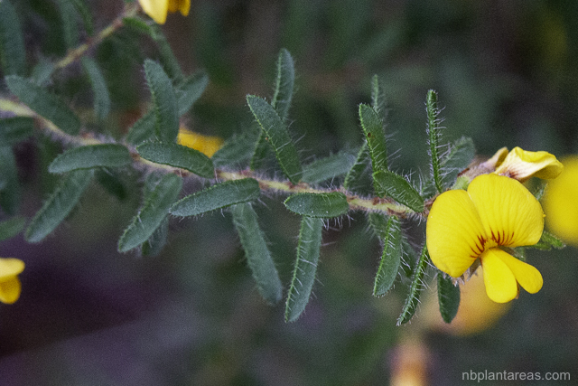 Pultenaea villosa