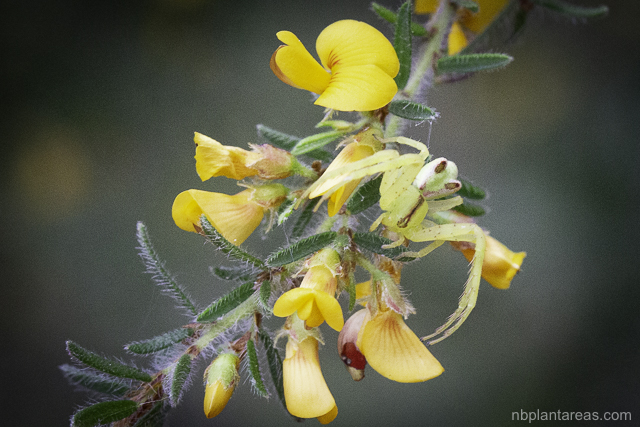 Pultenaea villosa
