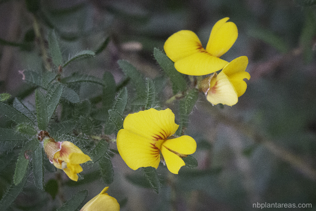 Pultenaea villosa