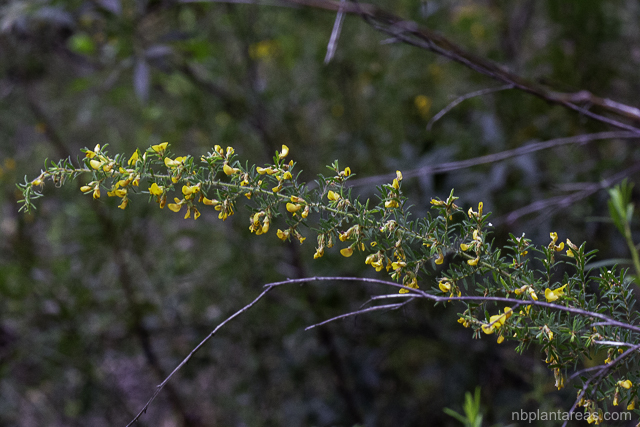 Pultenaea villosa
