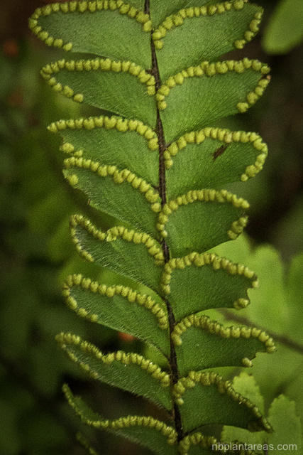 Adiantum hispidulum