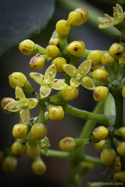 CIssus hypoglauca