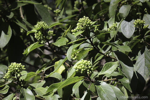 Clerodendrum tomentosum